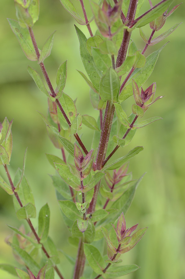 Lythrum salicaria / Salcerella comune